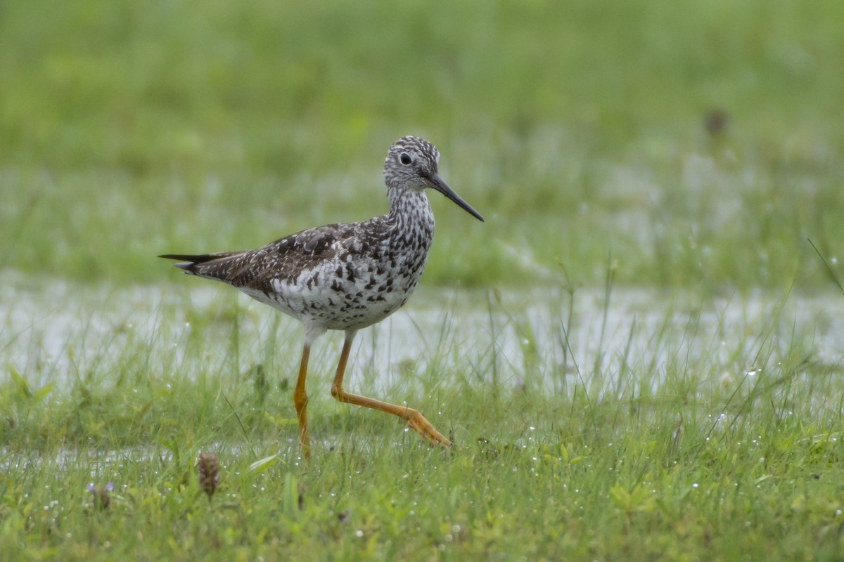 Greater Yellowlegs - ML614651930