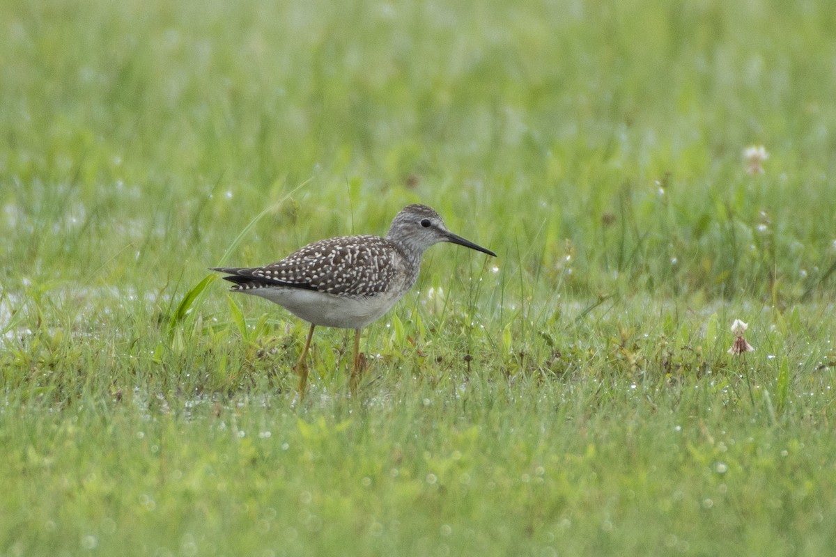 Lesser Yellowlegs - ML614651943