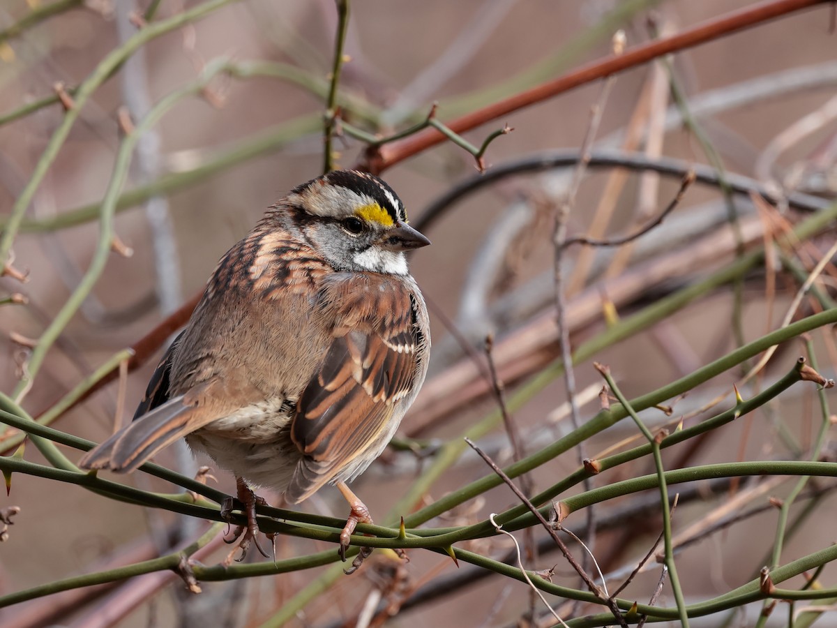 White-throated Sparrow - ML614651947