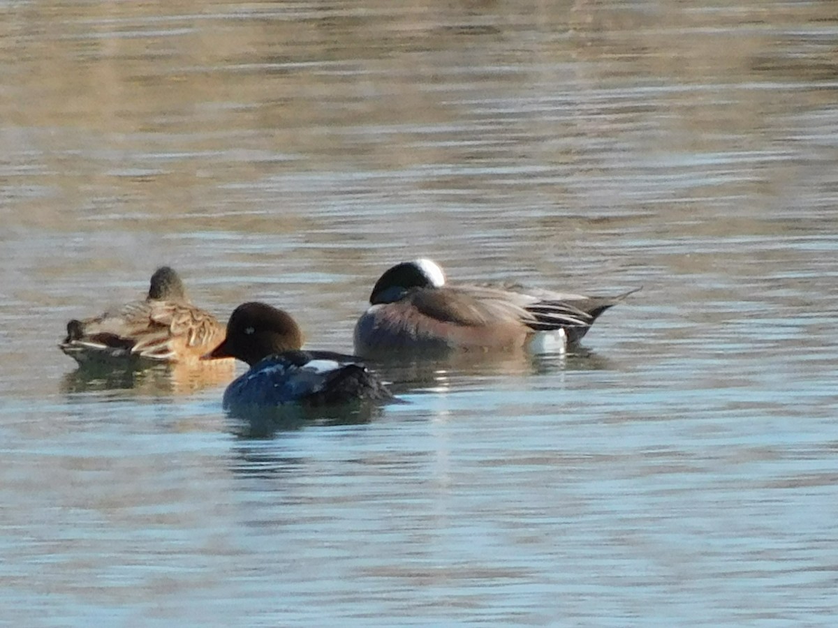 Common Goldeneye - ML614651950