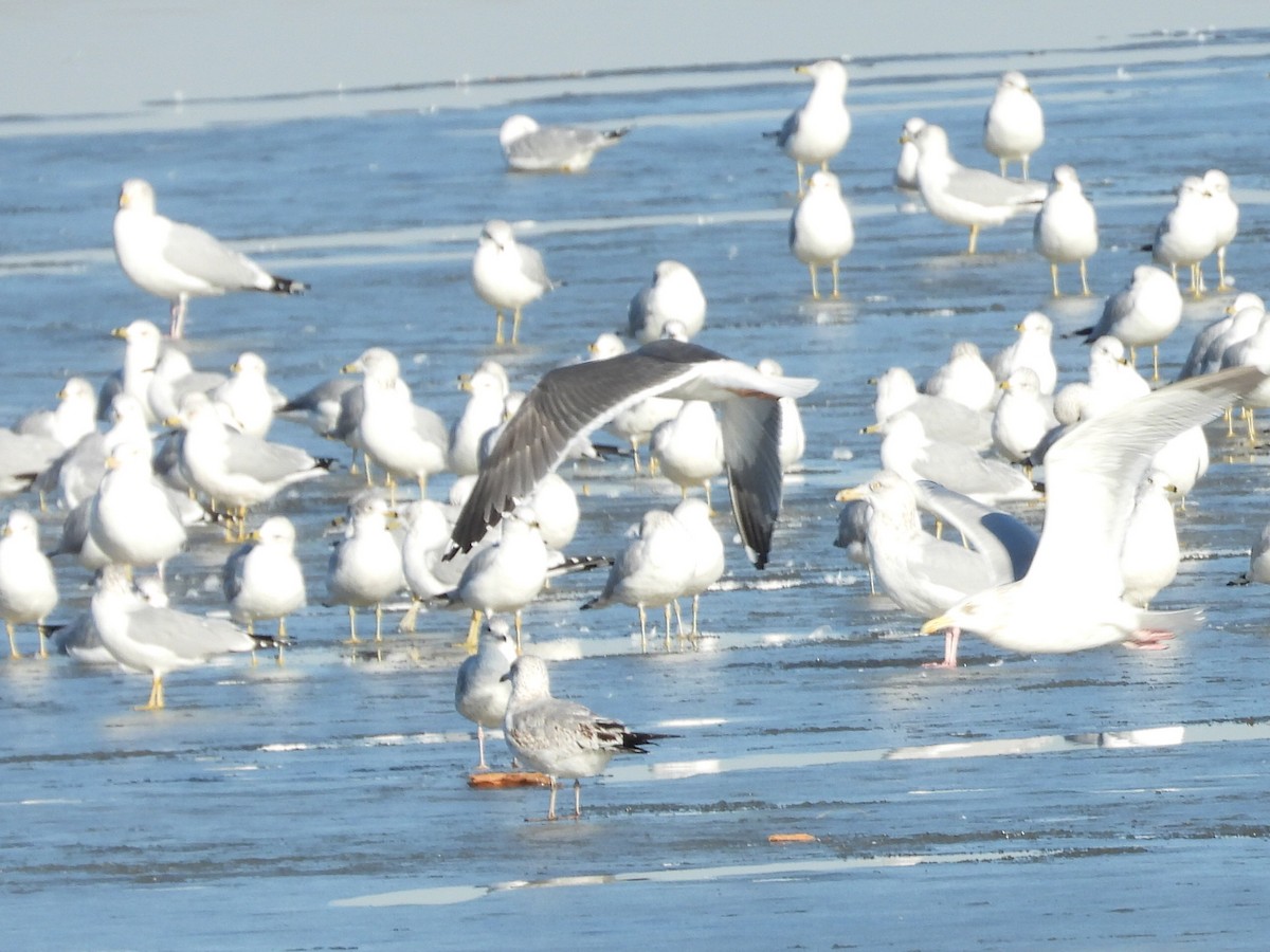 Lesser Black-backed Gull - ML614651952