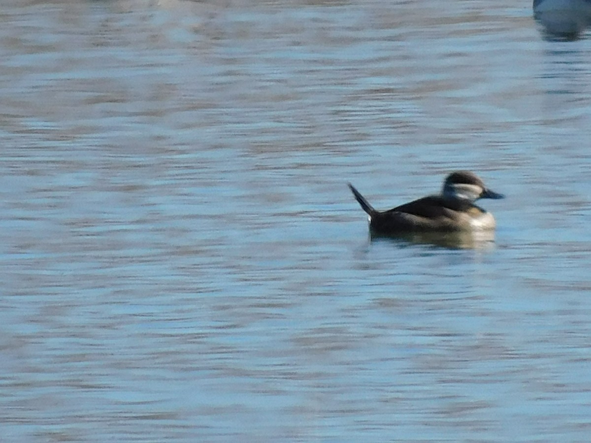 Ruddy Duck - ML614651957