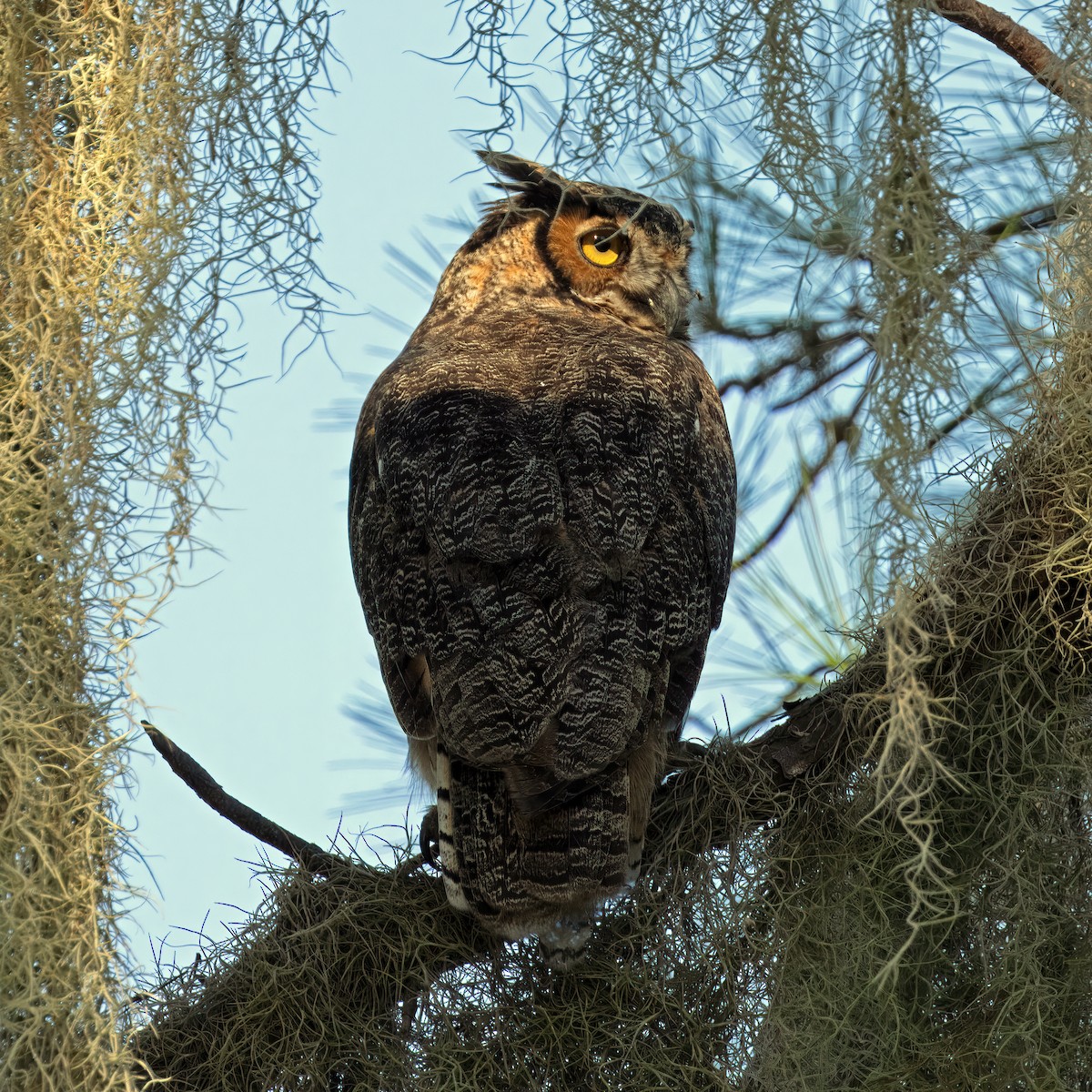 Great Horned Owl - M. M. Schaefer