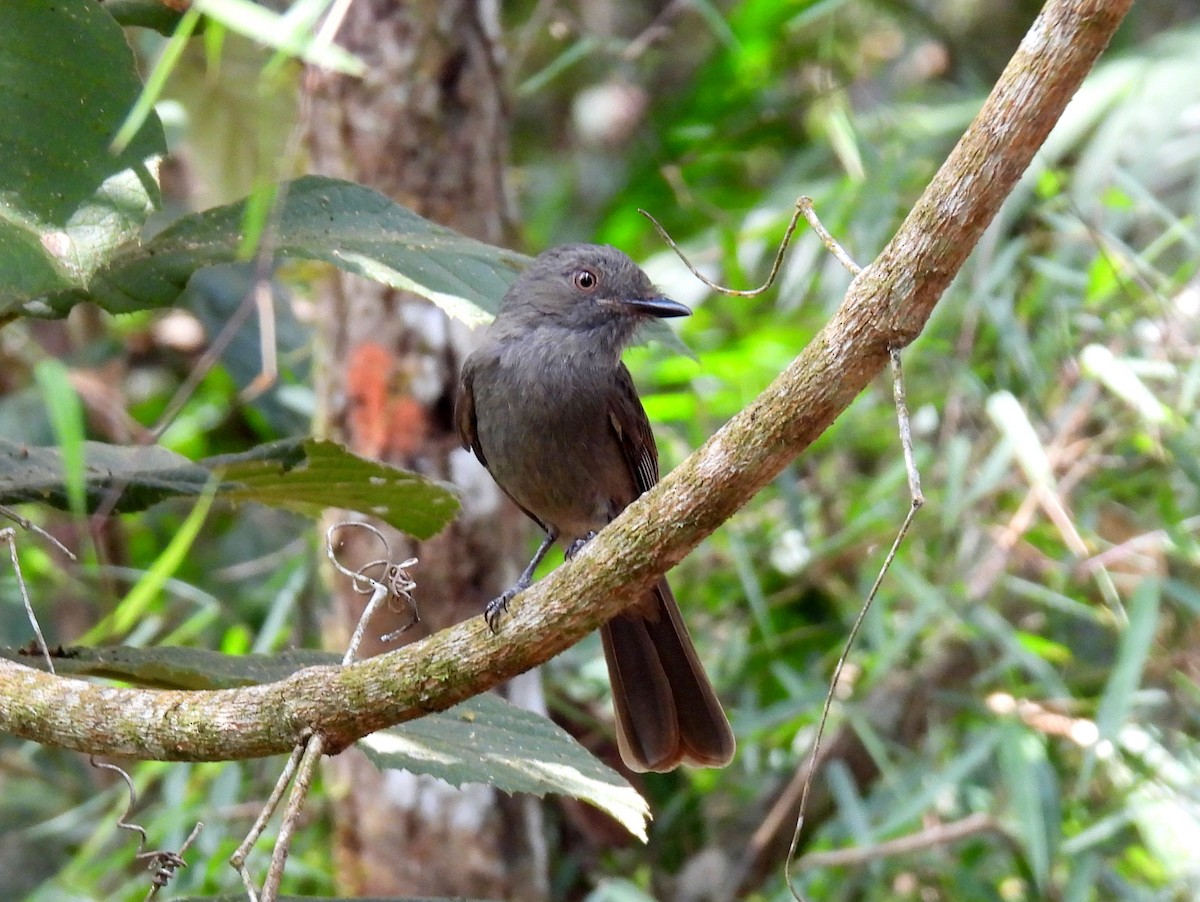 Cinnamon-vented Piha - ML614652043