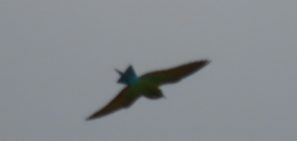 Blue-tailed Bee-eater - ML614652045