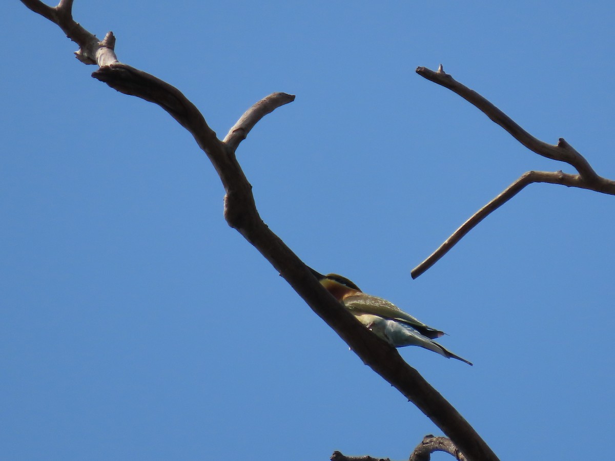 Blue-tailed Bee-eater - ML614652047