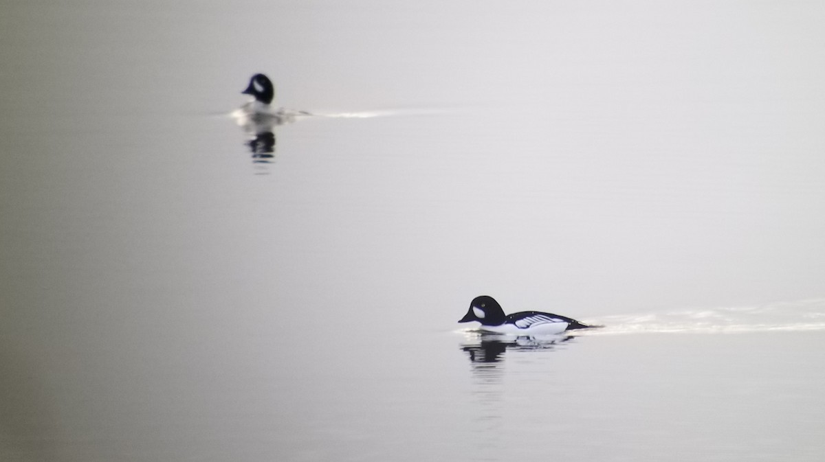 Common x Barrow's Goldeneye (hybrid) - André Desrochers