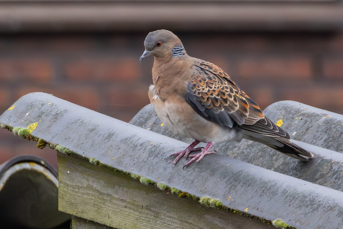 Oriental Turtle-Dove - Lennart Haak