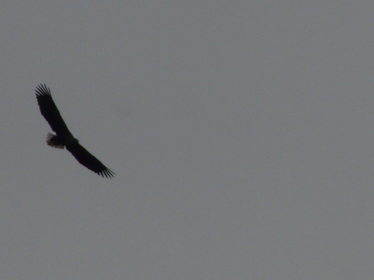 White-tailed Eagle - ML614652115