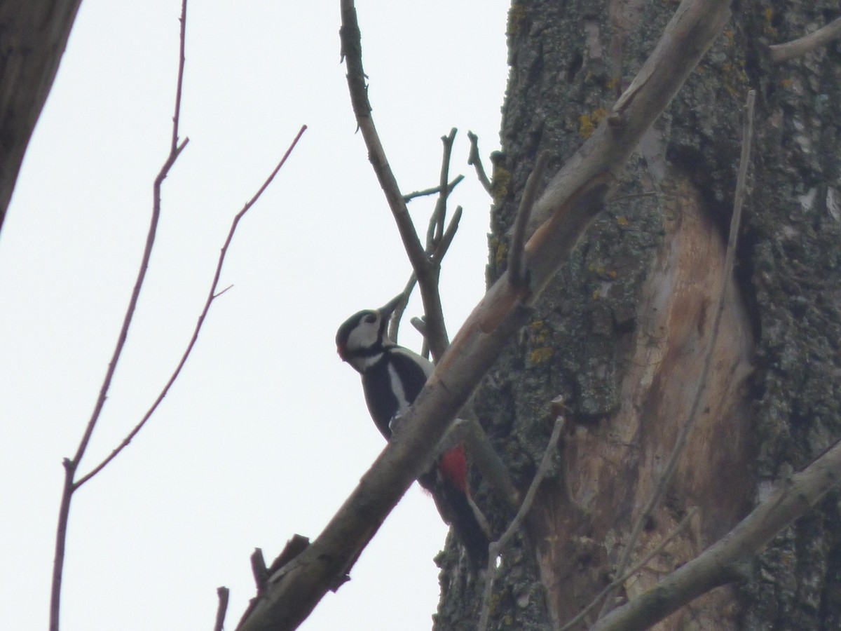 Great Spotted Woodpecker - ML614652124