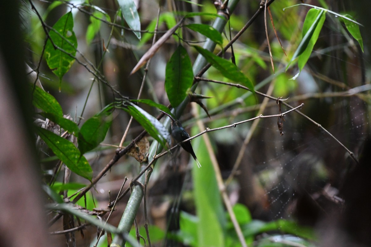Зелёный колибри-отшельник - ML614652158