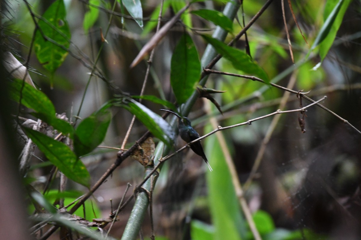 Зелёный колибри-отшельник - ML614652159