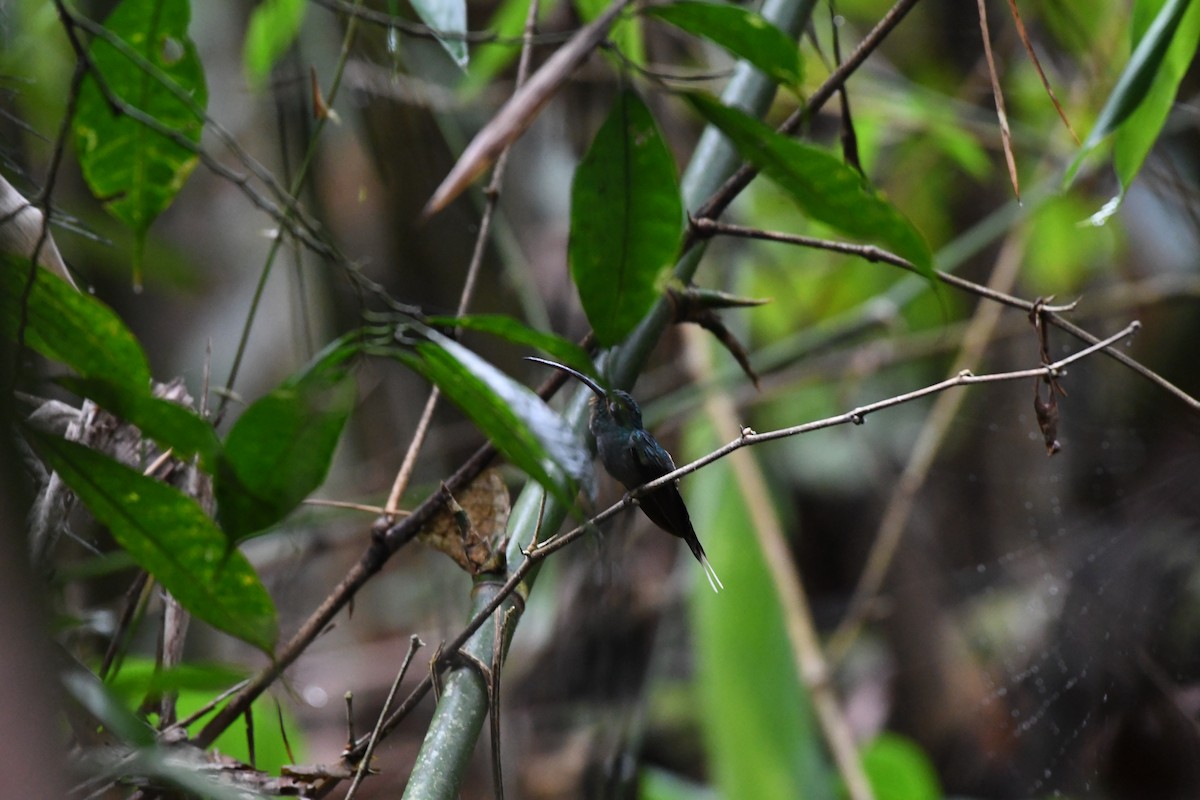 Зелёный колибри-отшельник - ML614652160