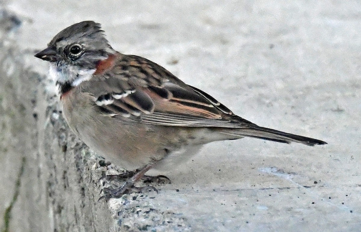 Rufous-collared Sparrow - ML614652274