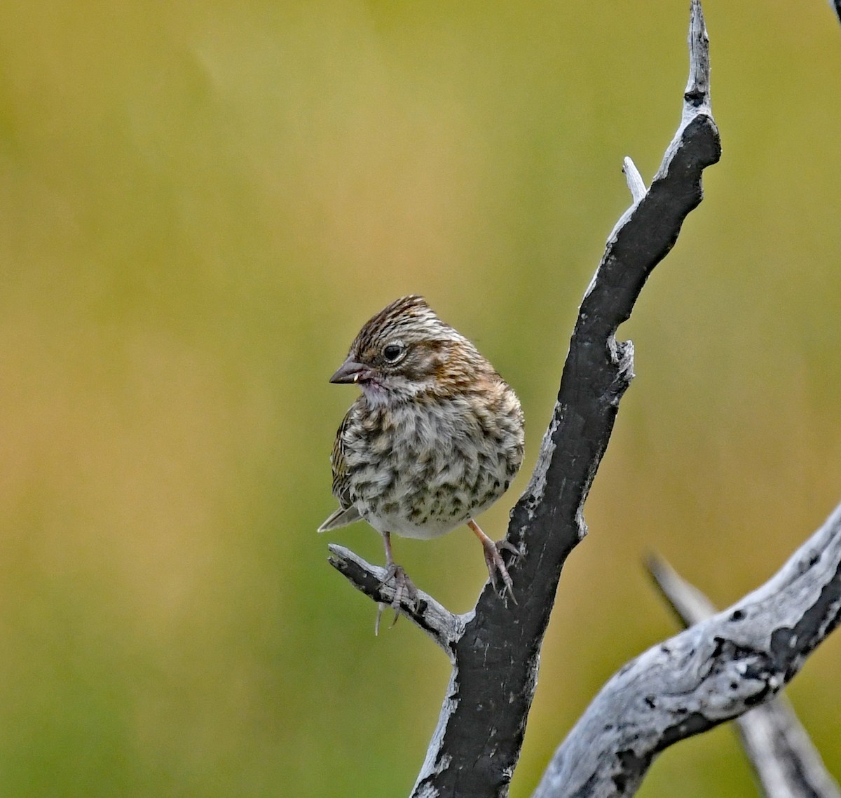 Rufous-collared Sparrow - ML614652276