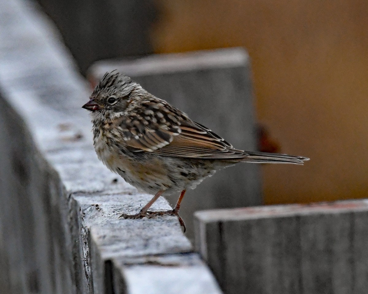Rufous-collared Sparrow - ML614652277