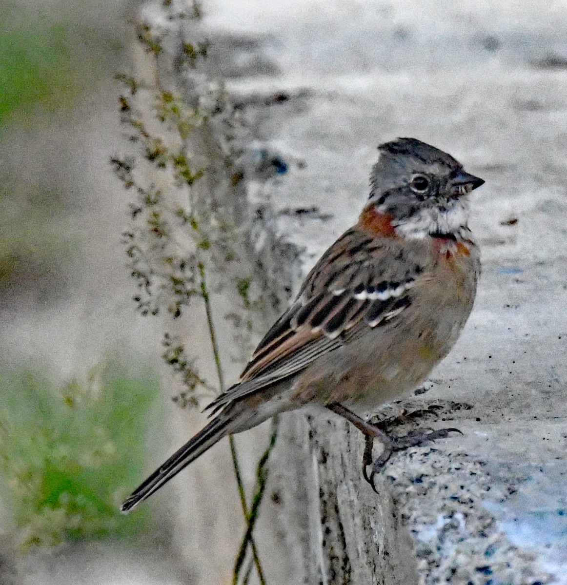Rufous-collared Sparrow - ML614652278