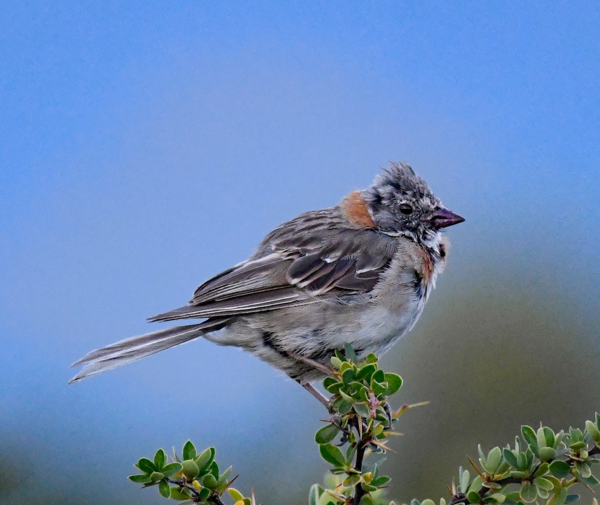 Rufous-collared Sparrow - ML614652279