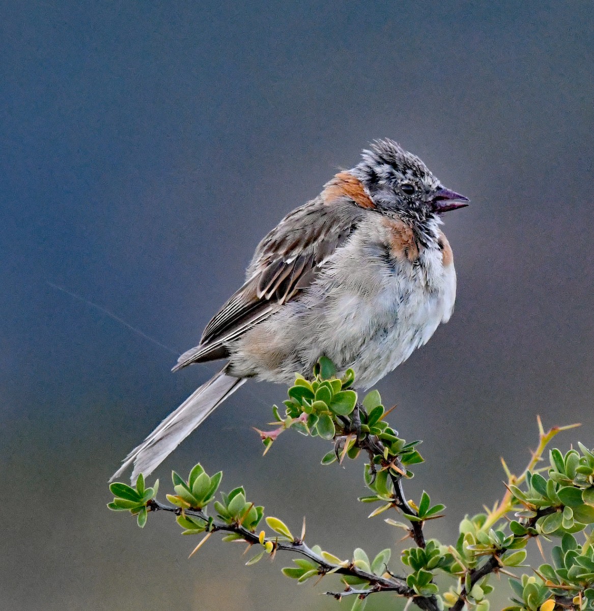 Rufous-collared Sparrow - Richard Taylor