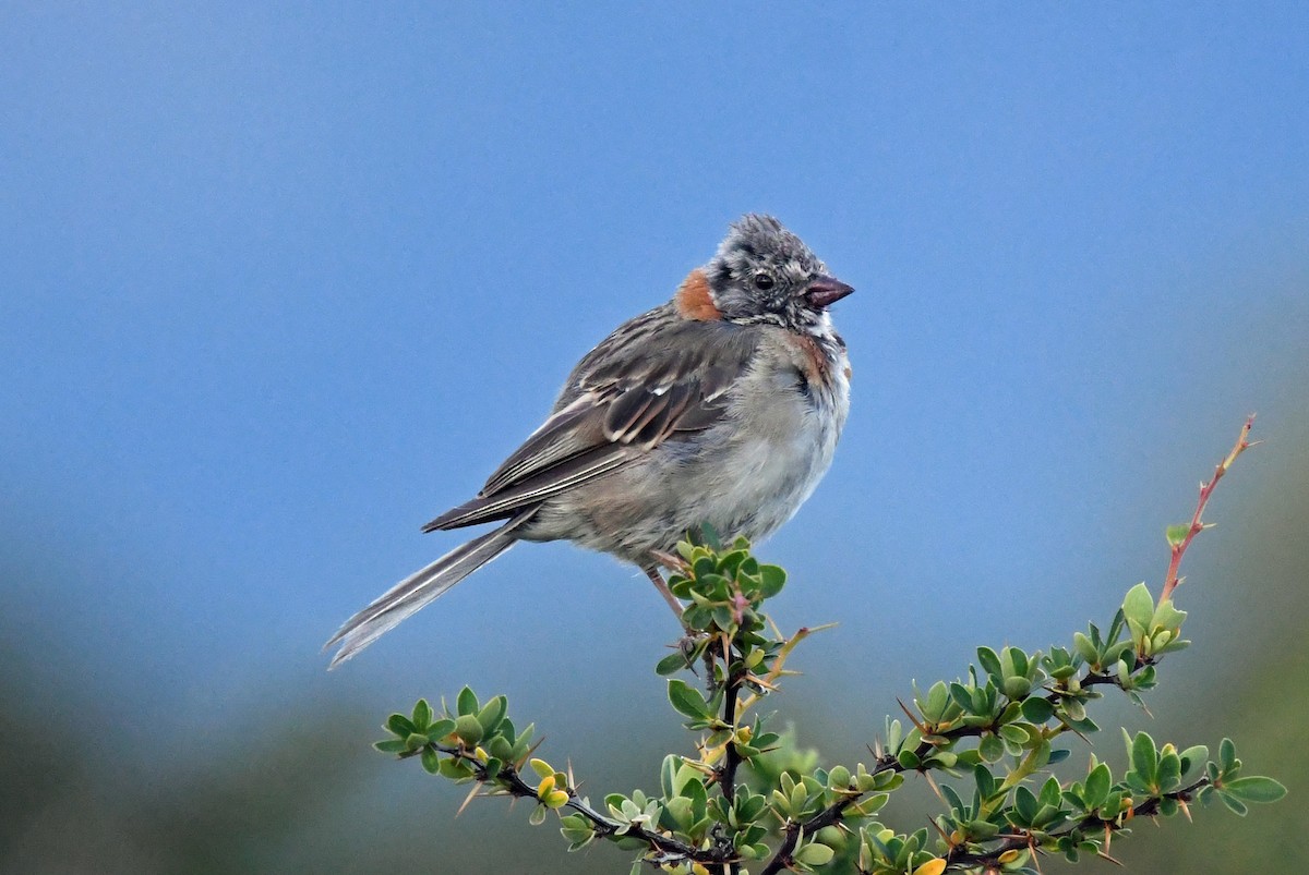 Rufous-collared Sparrow - ML614652282