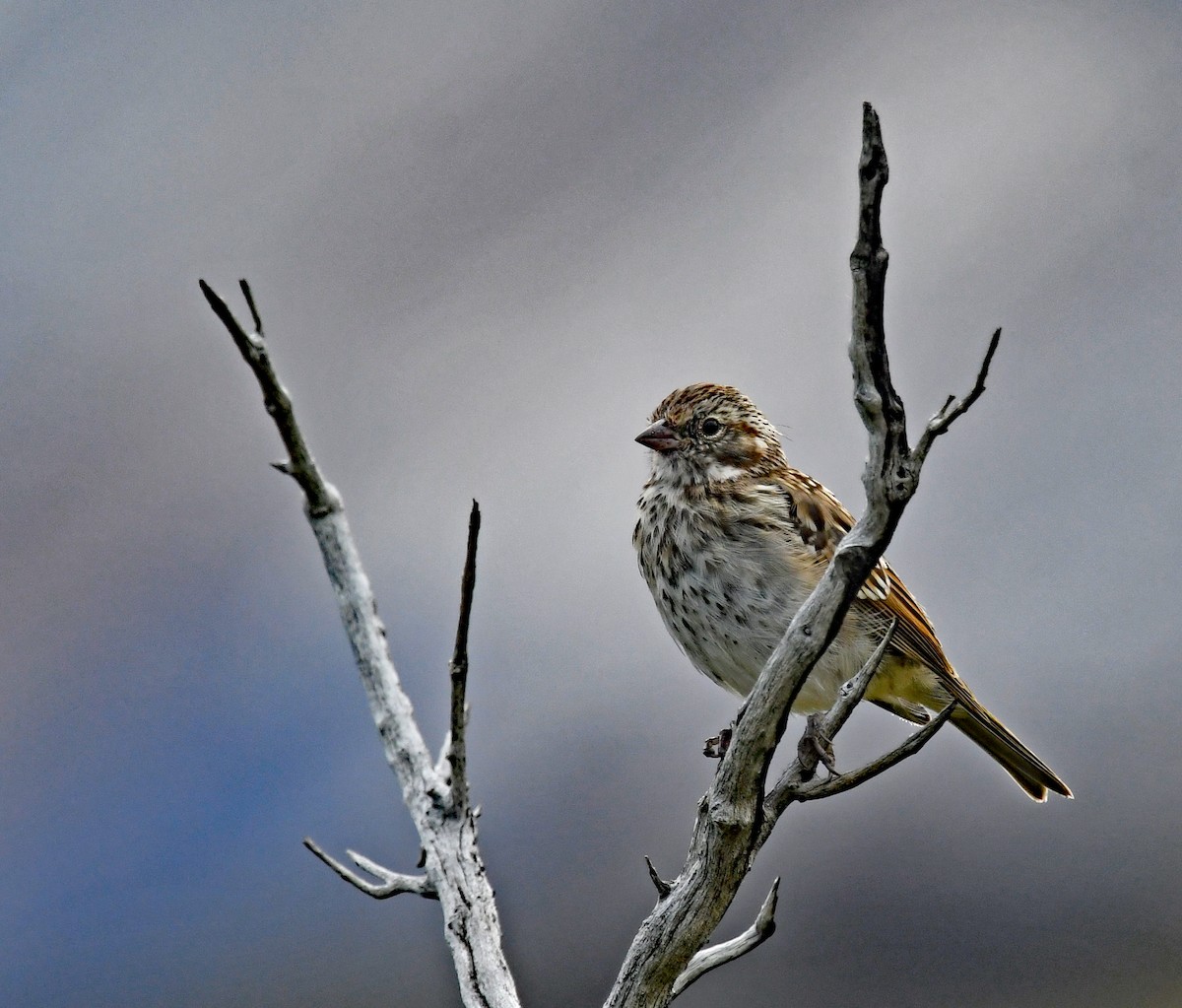 Rufous-collared Sparrow - ML614652283