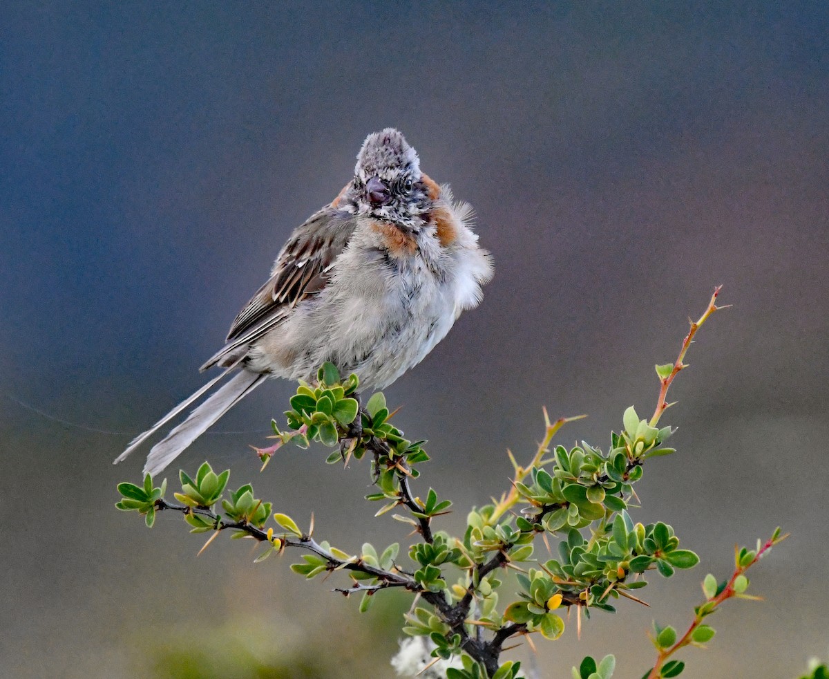 Rufous-collared Sparrow - ML614652284