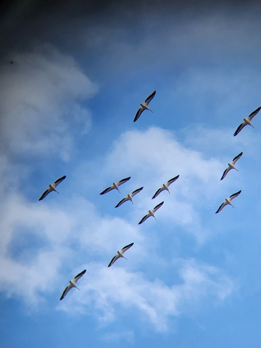 American White Pelican - ML614652415