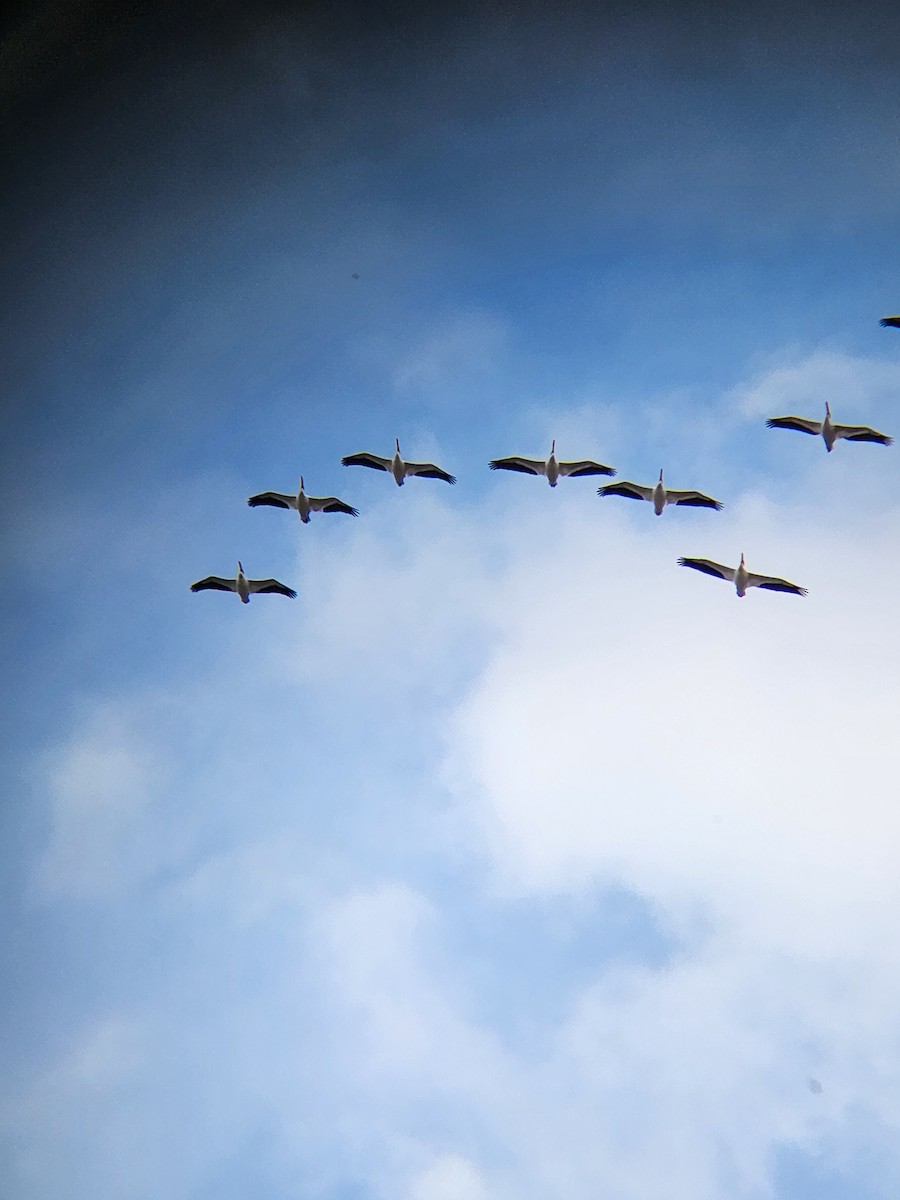 American White Pelican - ML614652416