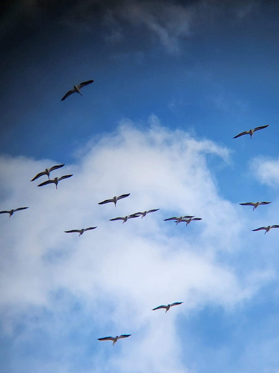 American White Pelican - ML614652417