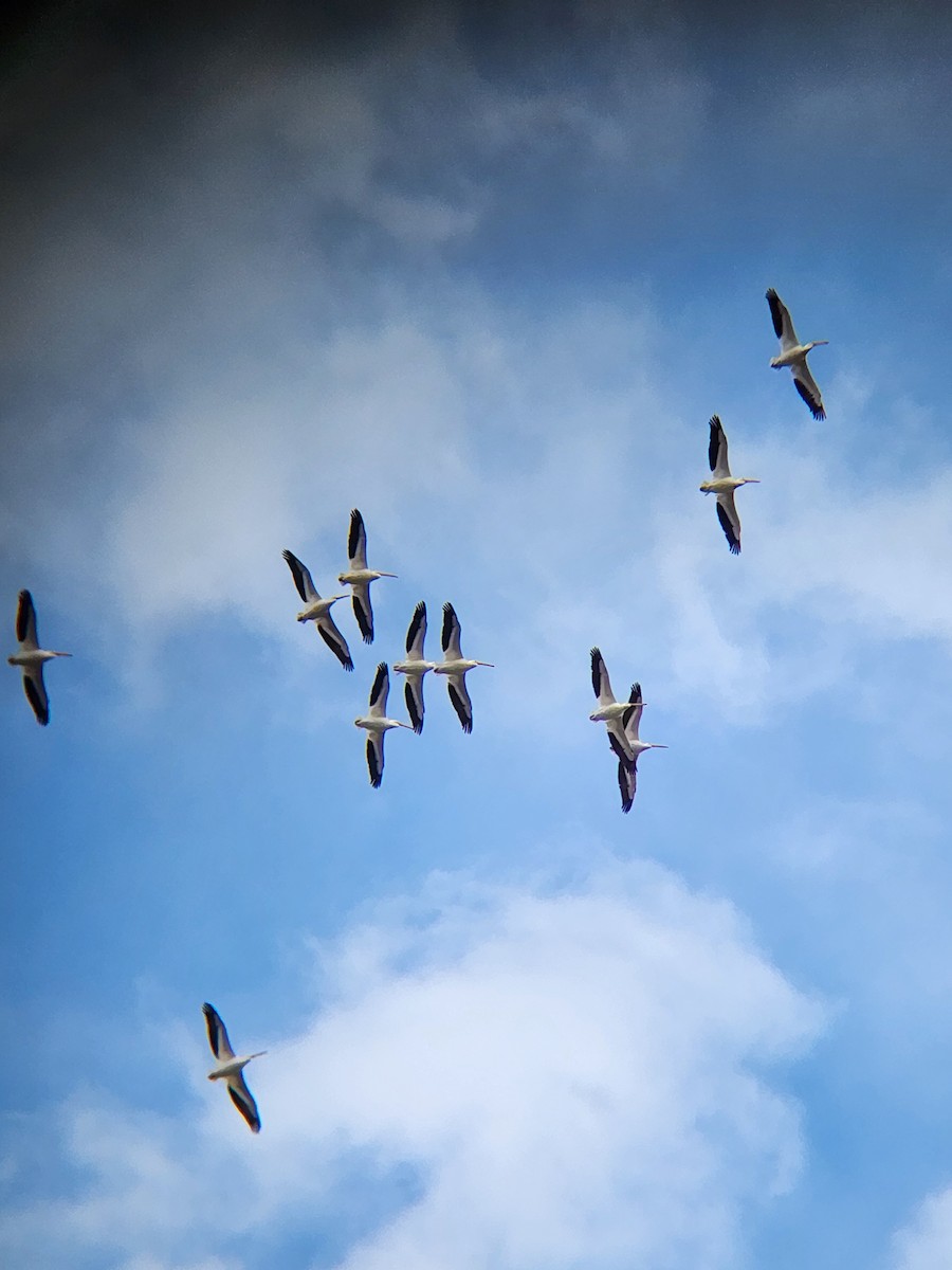 American White Pelican - Brandon Reed