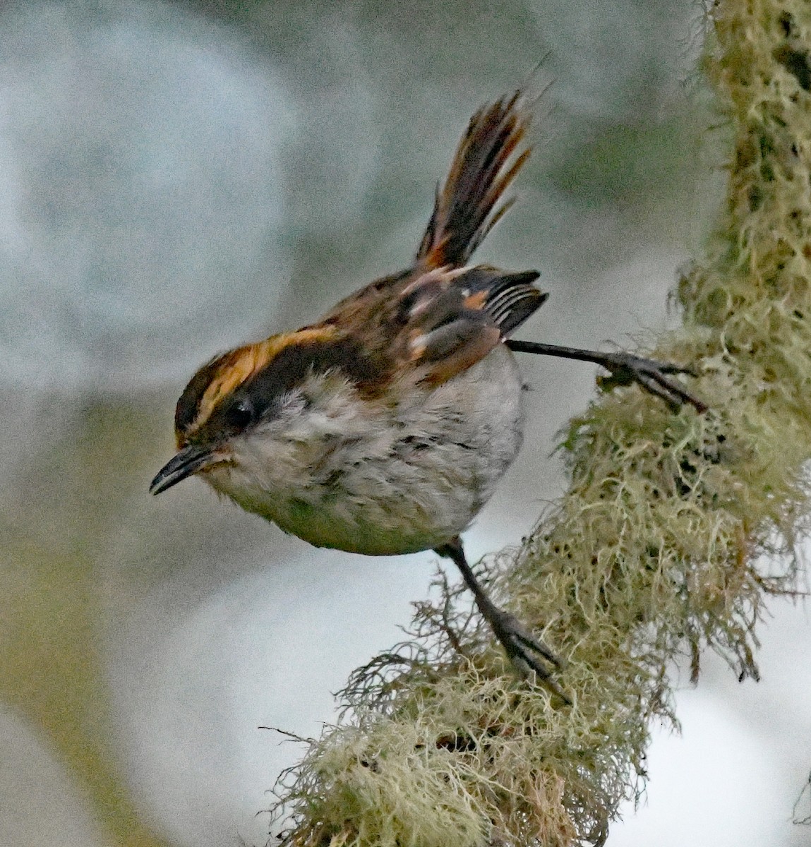 Thorn-tailed Rayadito - ML614652458