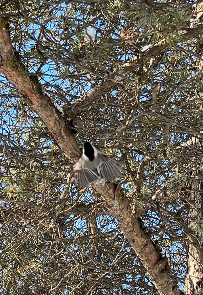 Black-capped Chickadee - ML614652486