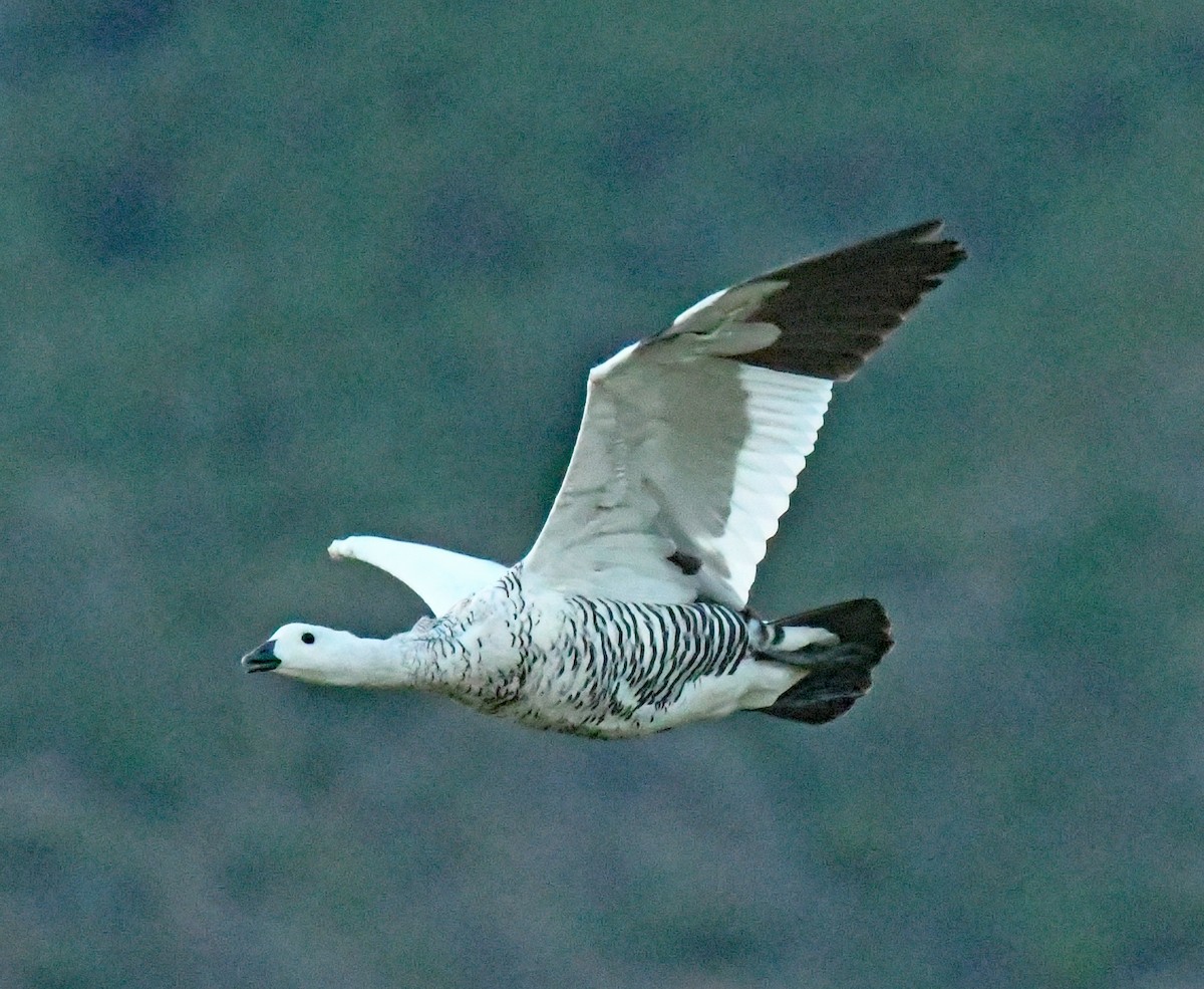 Upland Goose - ML614652493