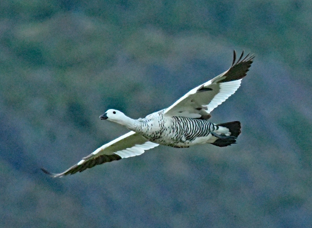 Upland Goose - ML614652495