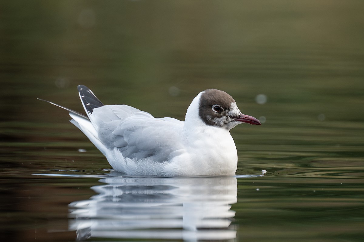 Black-headed Gull - Matthew Vanderheyden