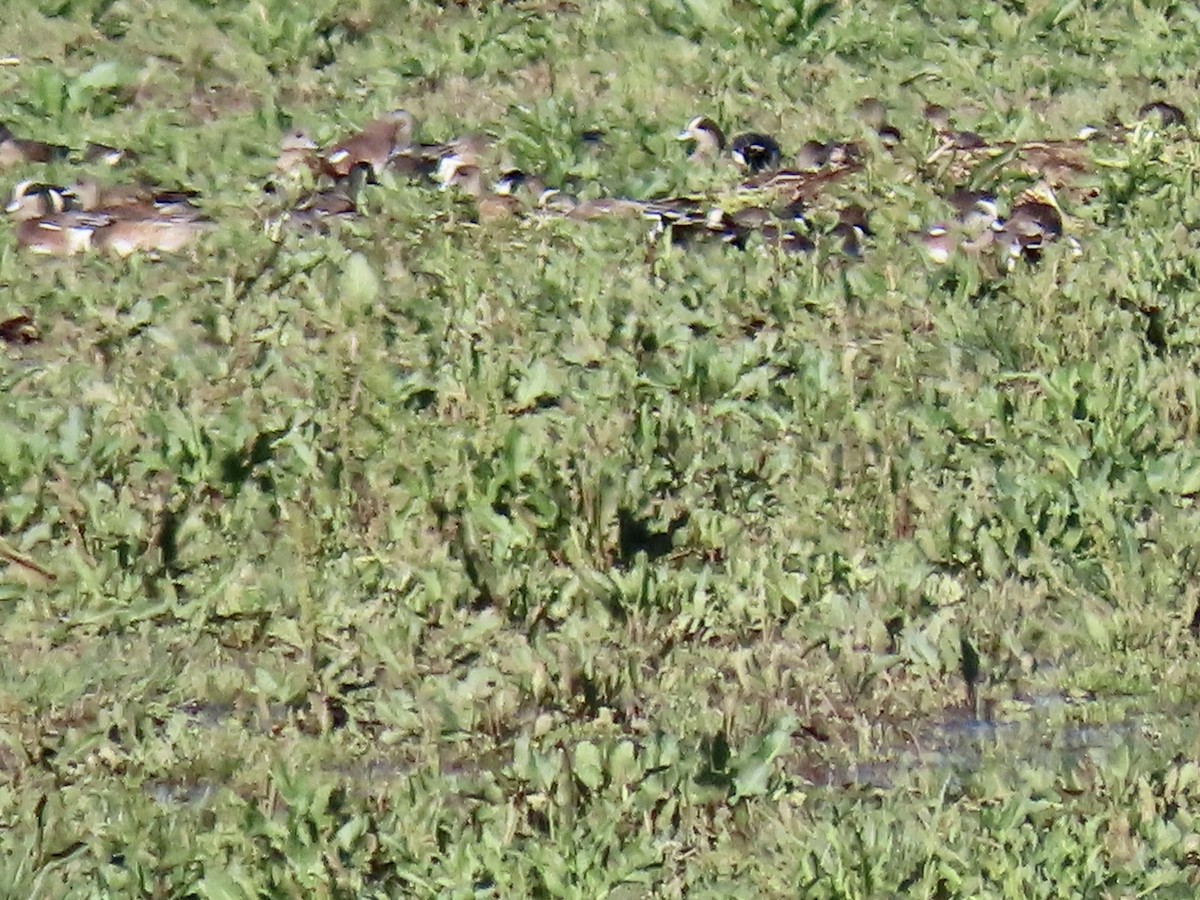 American Wigeon - Bob Zweigler