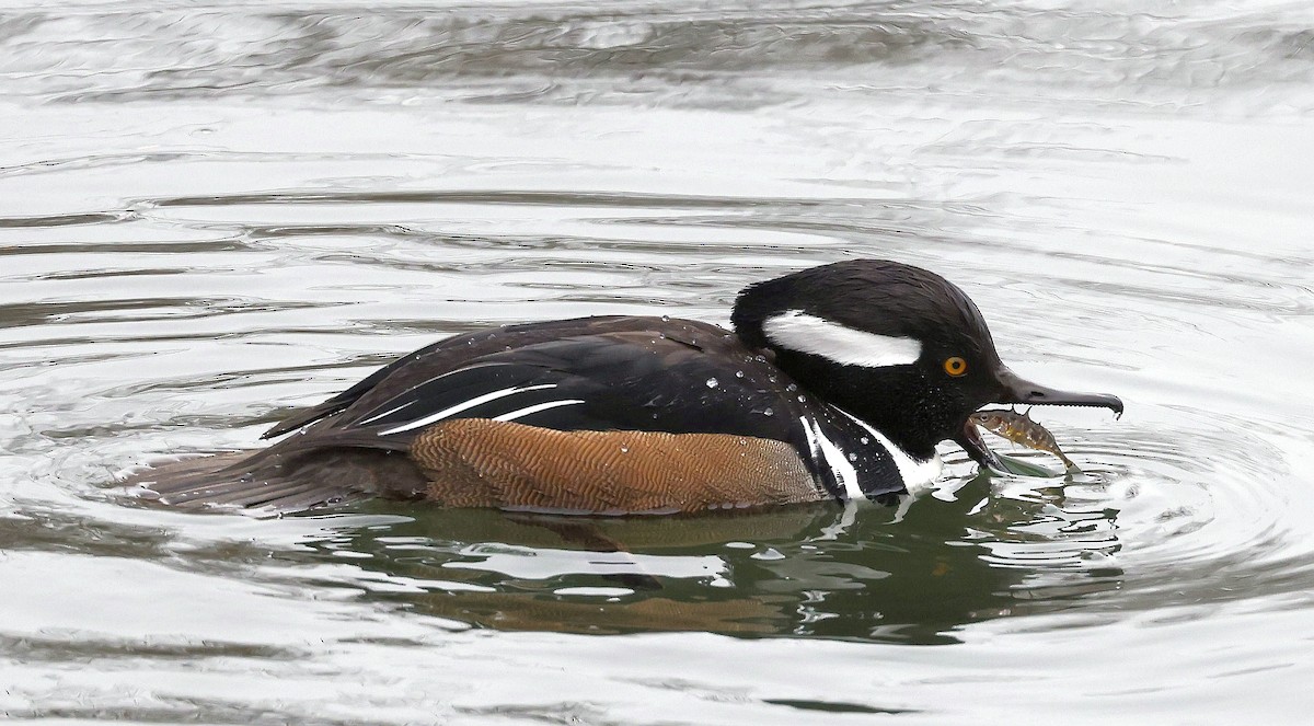 Hooded Merganser - ML614652741