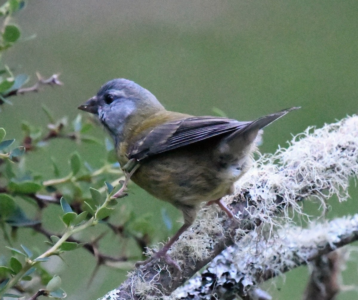 Gray-hooded Sierra Finch - ML614652761