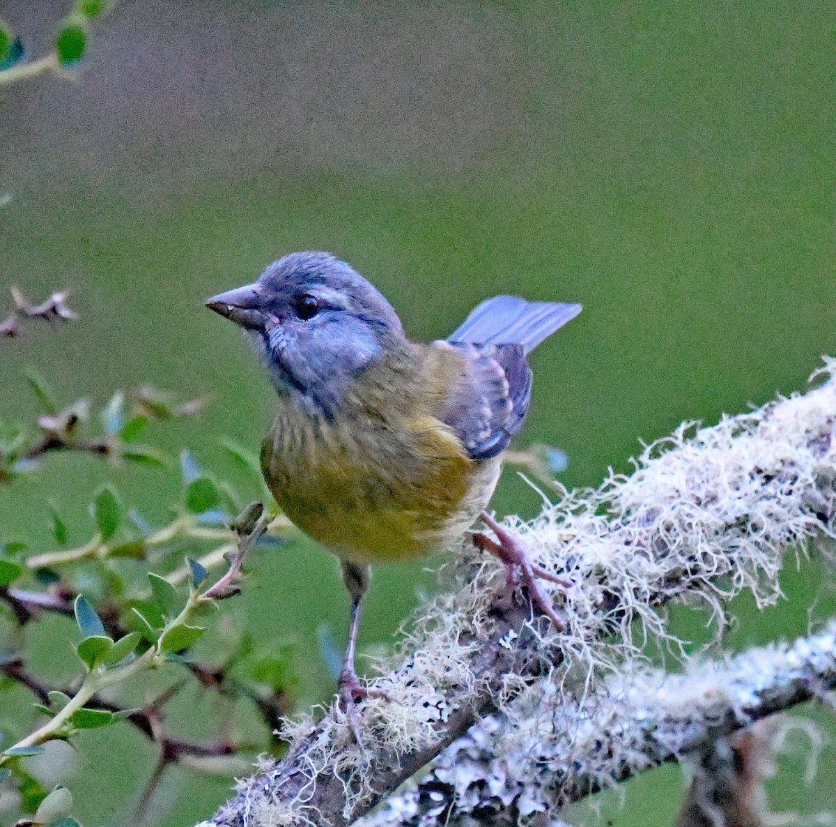 Gray-hooded Sierra Finch - ML614652762