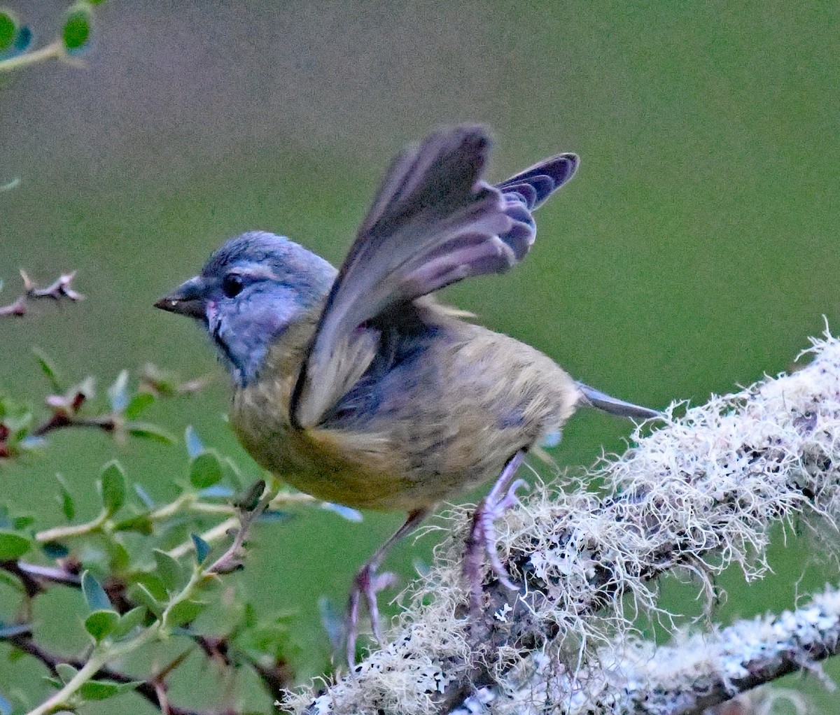 Gray-hooded Sierra Finch - ML614652763