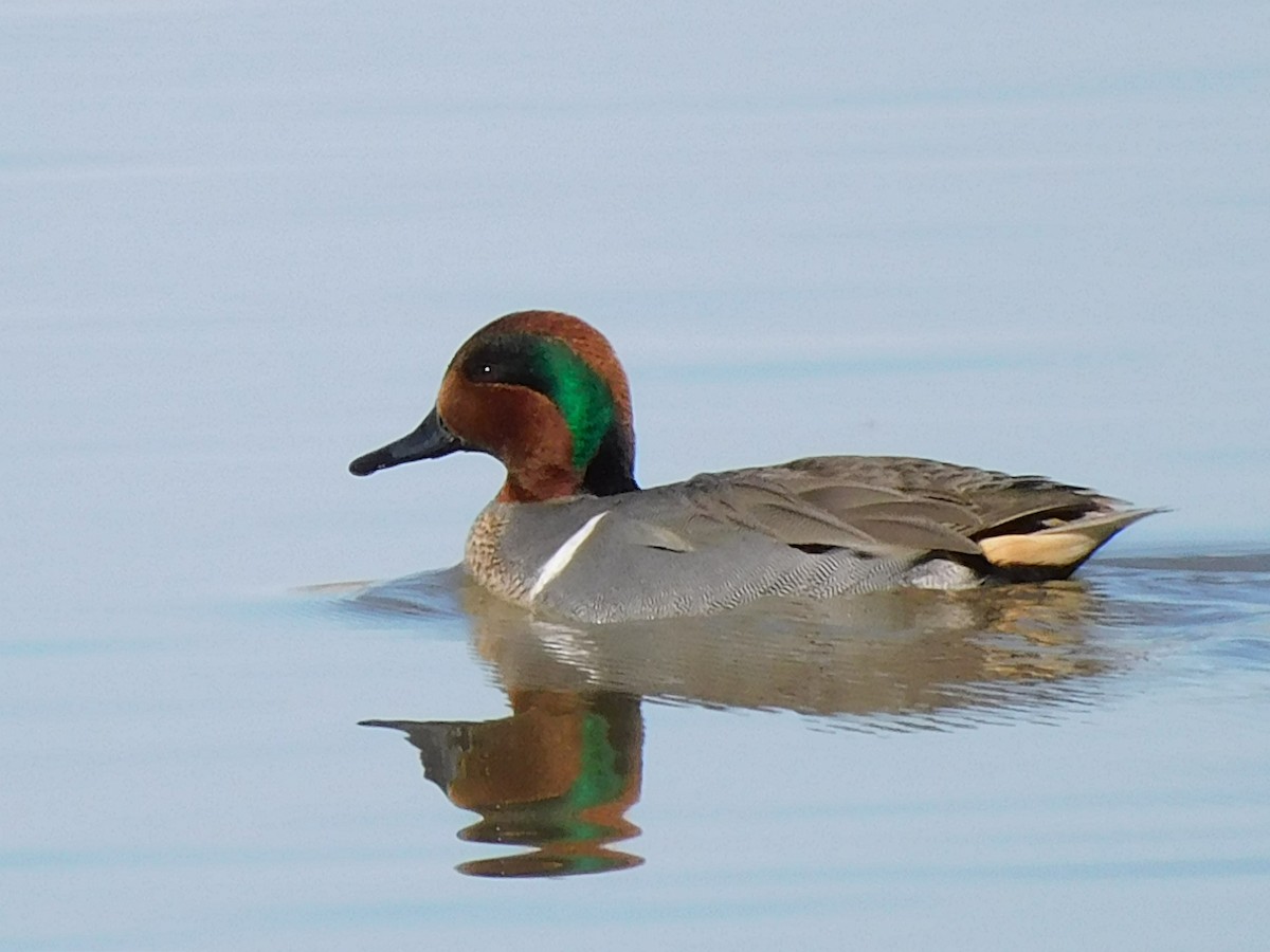 Green-winged Teal - ML614652780