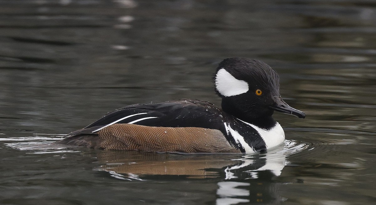 Hooded Merganser - ML614652804