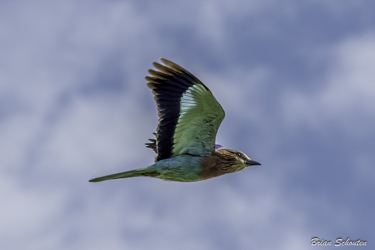 Lilac-breasted Roller - ML614652871