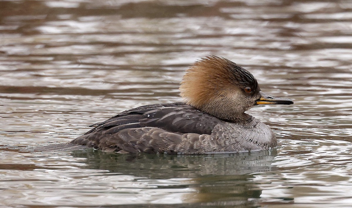 Hooded Merganser - ML614652876