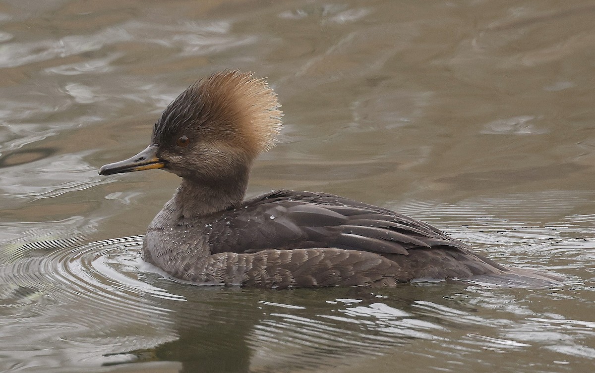 Hooded Merganser - ML614652968