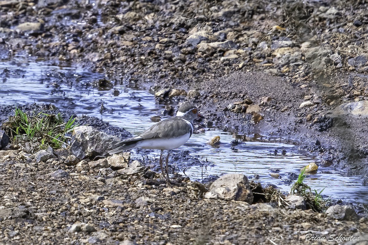 Three-banded Plover - ML614653021