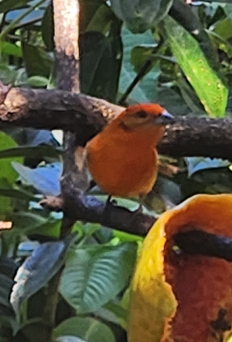 Flame-colored Tanager - Johnny Chaves