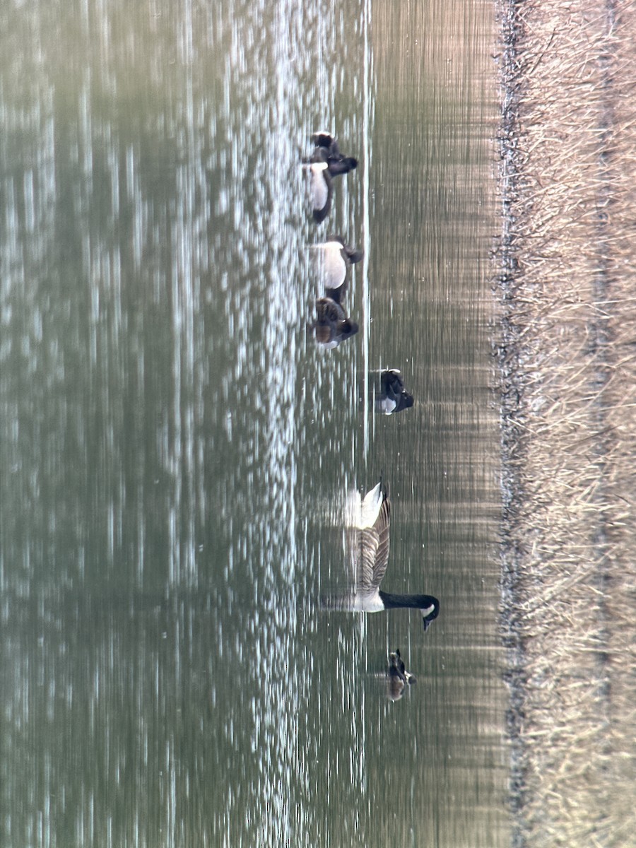 Cackling Goose - ML614653093