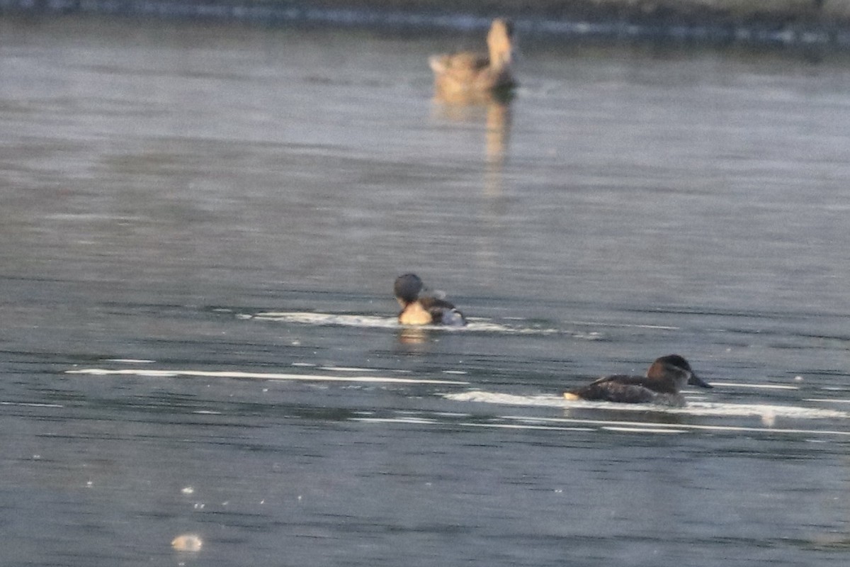 Pied-billed Grebe - Ryan Leys