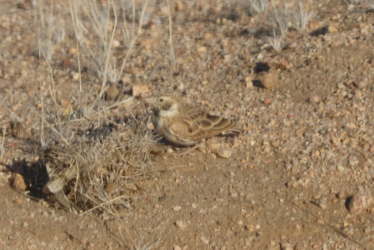 コユビシトドコヒバリ - ML614653127